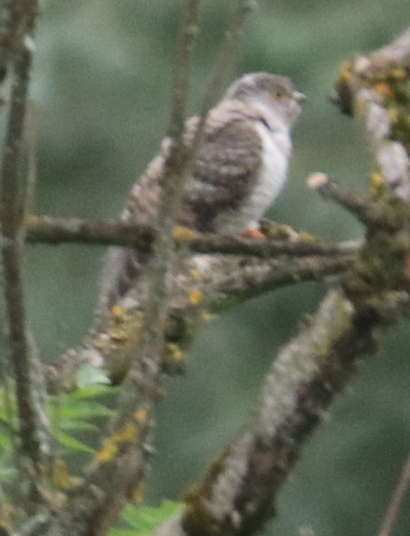 Common Cuckoo - ML358921971