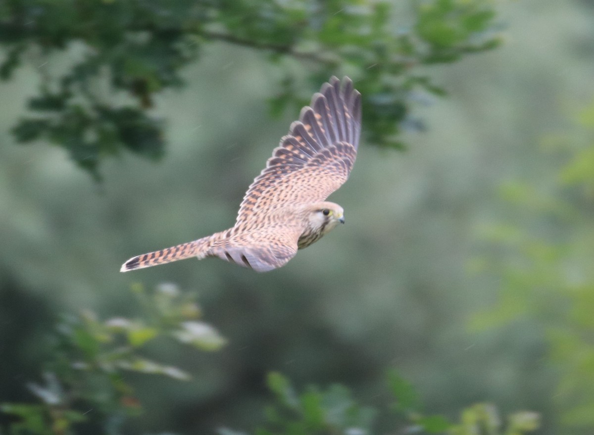 Eurasian Kestrel - ML358922241