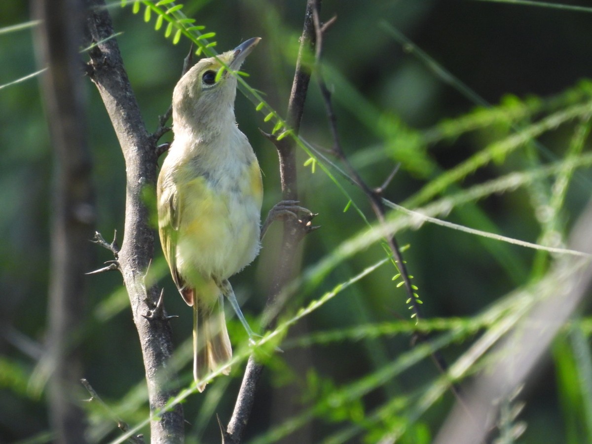 White-eyed Vireo - ML358922561