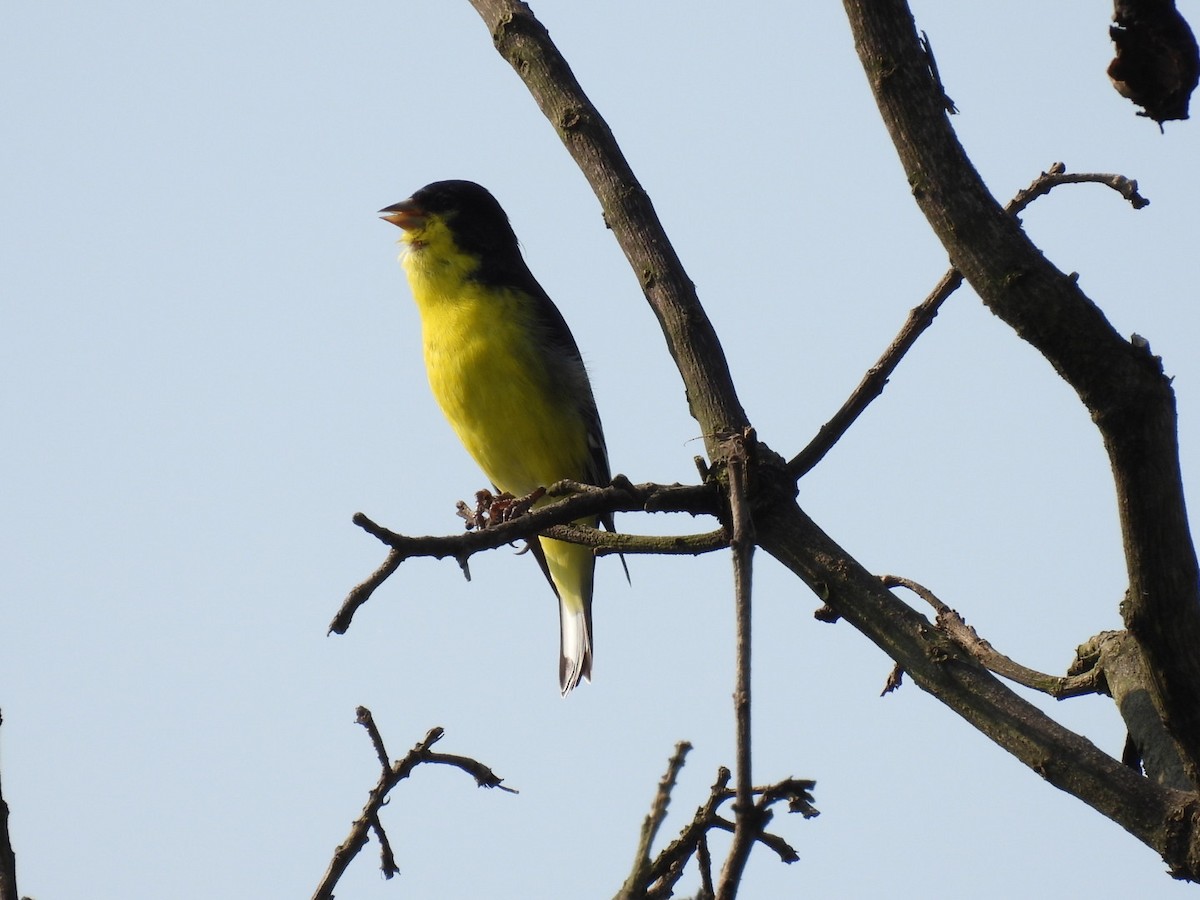 Lesser Goldfinch - ML358922661