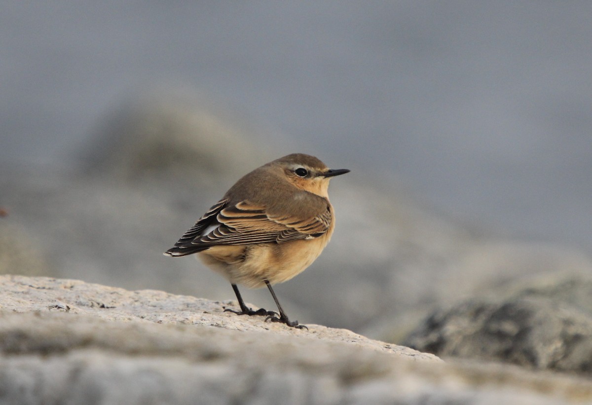 Northern Wheatear - ML35892321