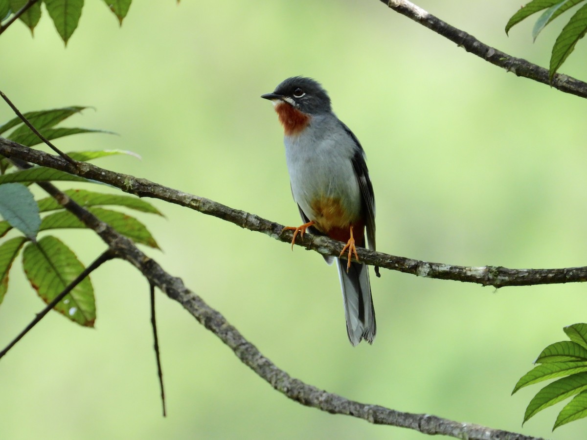 Rufous-throated Solitaire - Alejandra Pons