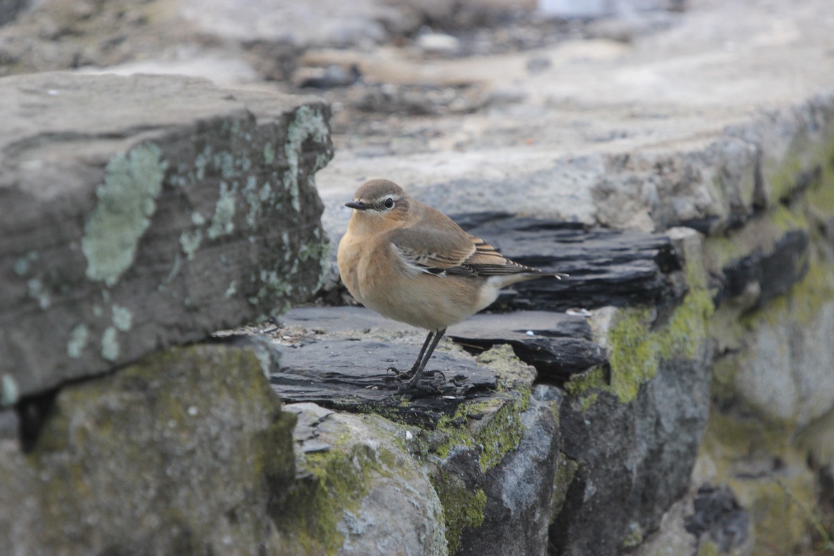 Northern Wheatear - ML35892351