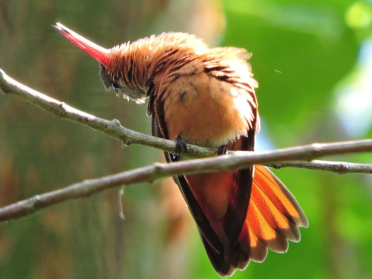kolibřík ryšavý - ML35892561