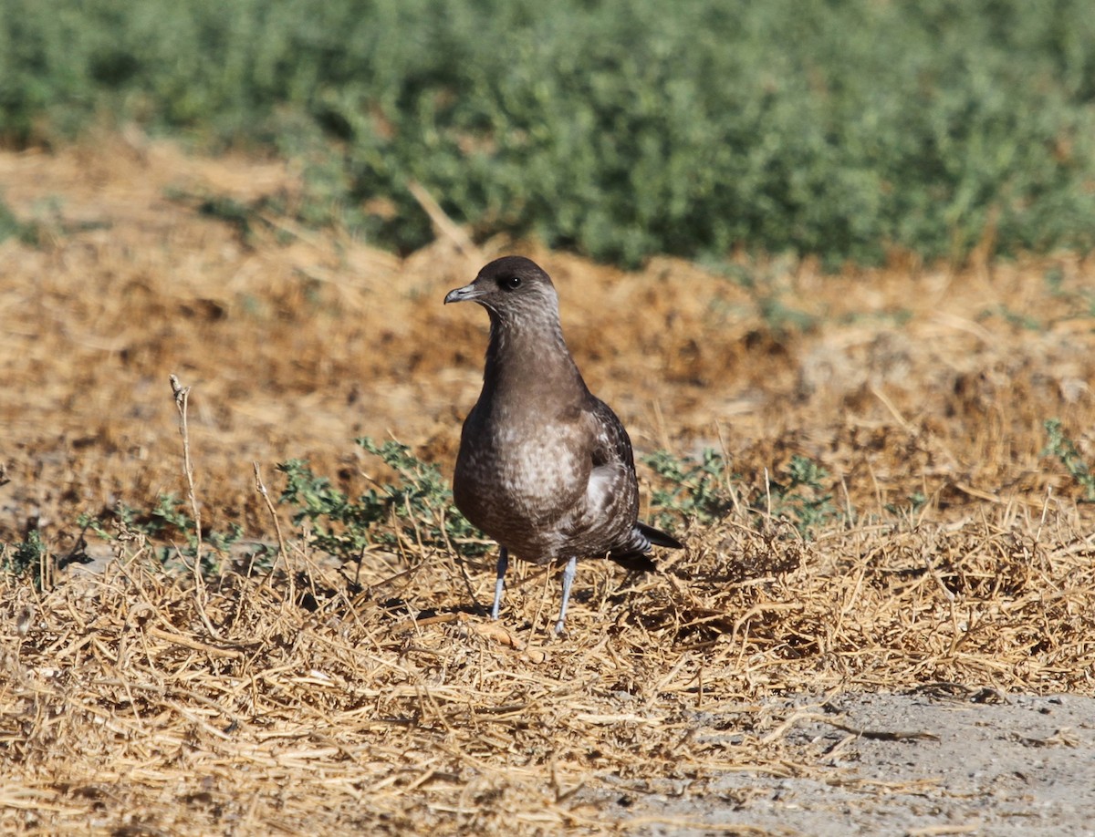 Long-tailed Jaeger - ML35892771