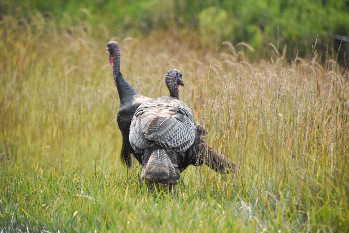 Wild Turkey - Haley Gottardo