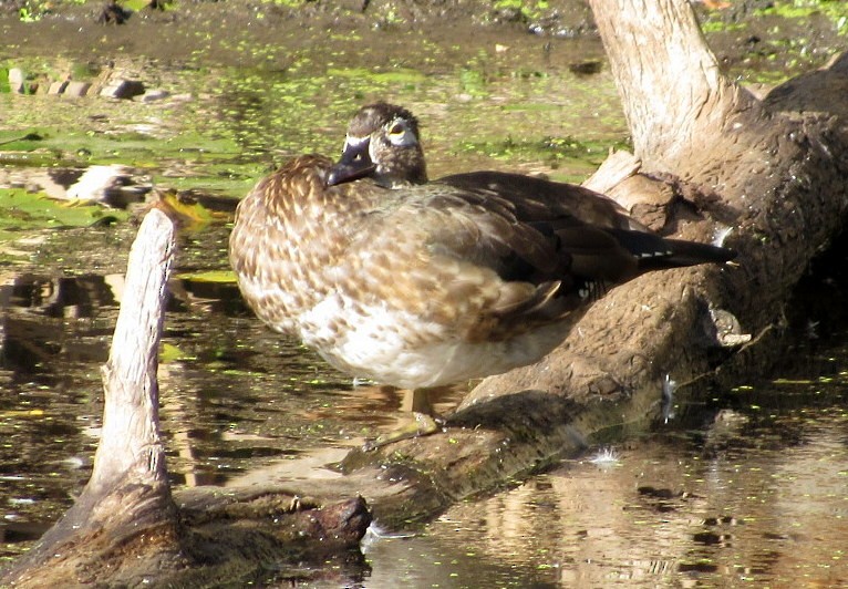 Wood Duck - ML35892881