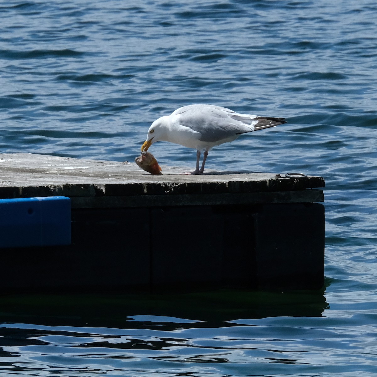 Herring Gull - Jean-Marc Emery