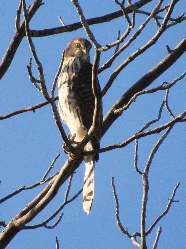 Cooper's Hawk - ML35893211