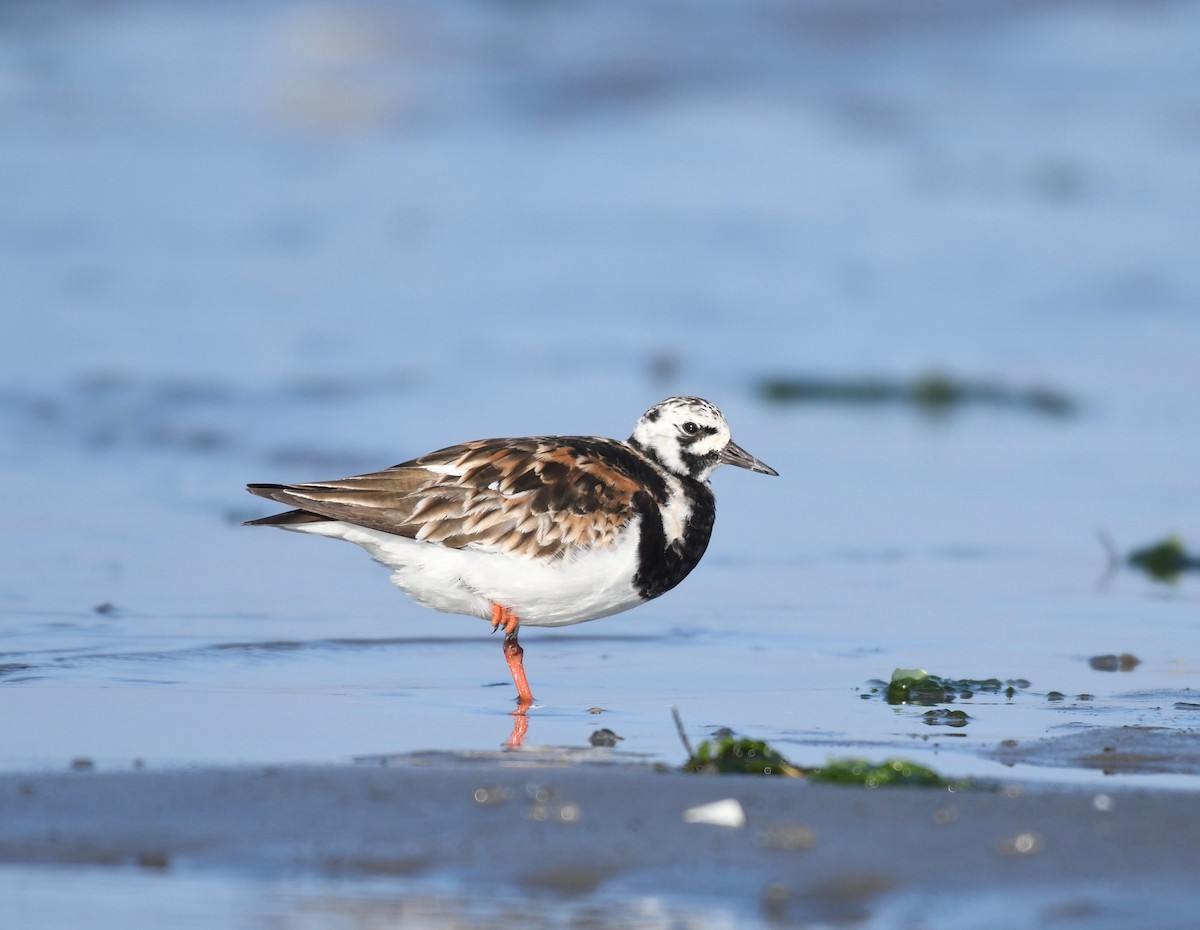 Ruddy Turnstone - Peter Paul