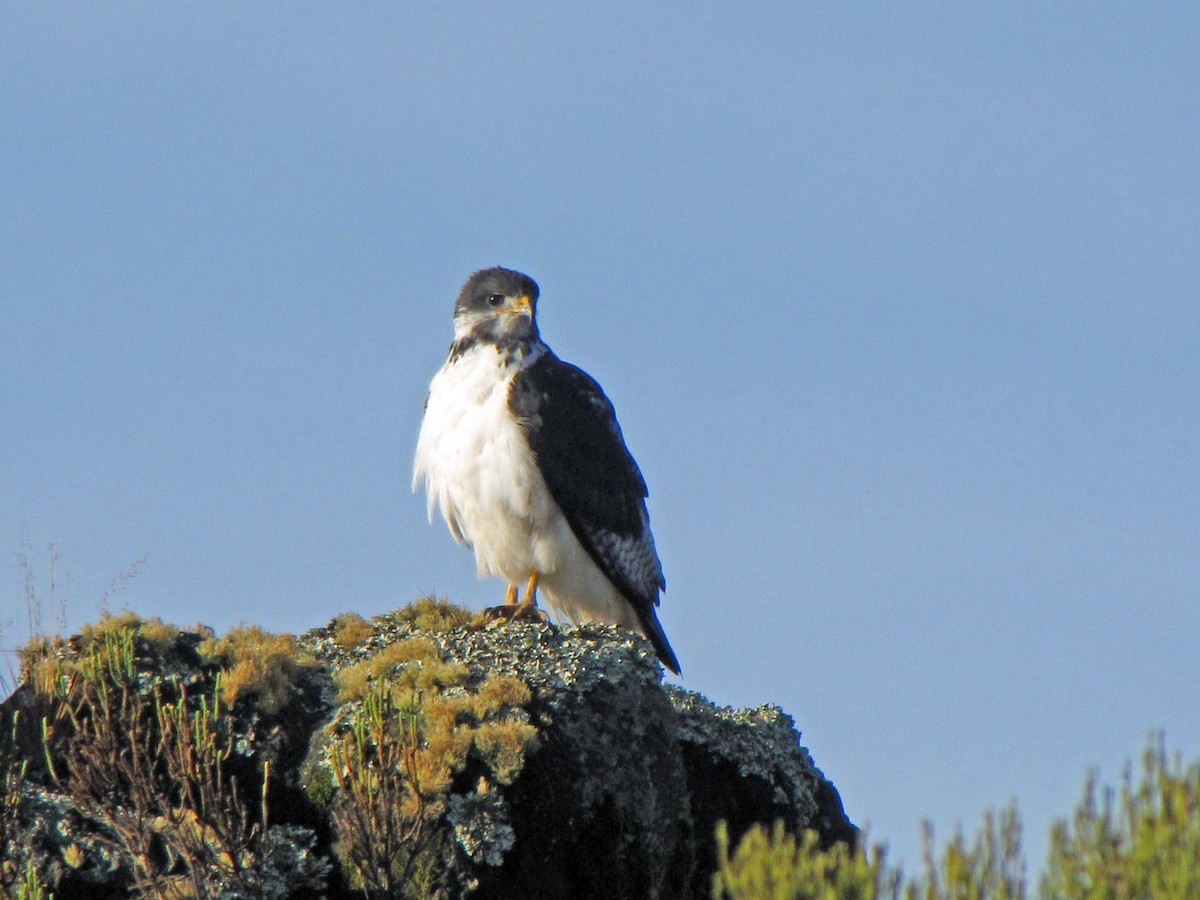 Augur Buzzard (Augur) - ML358933121