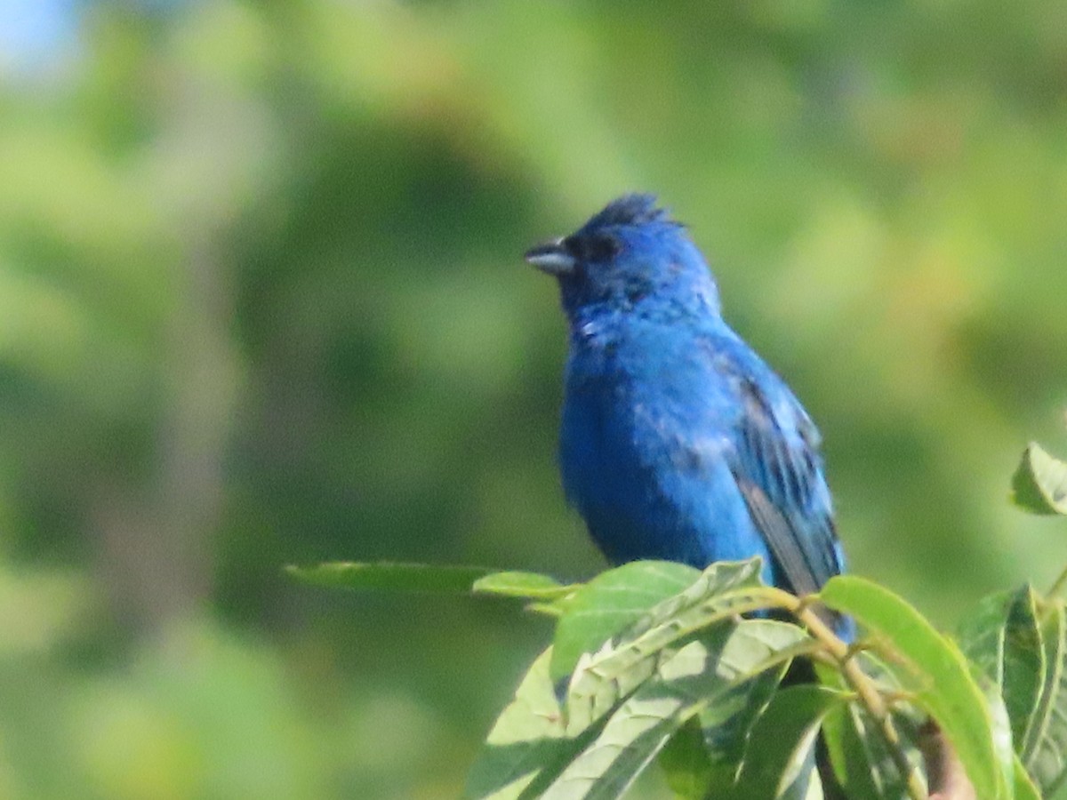 Indigo Bunting - ML358933931