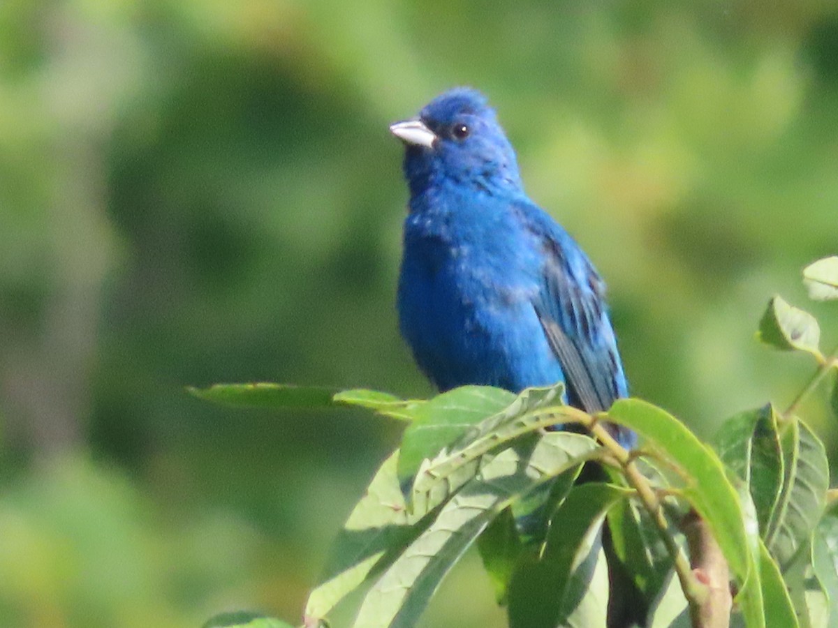 Indigo Bunting - ML358933981