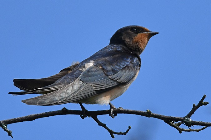 Barn Swallow - ML358934041