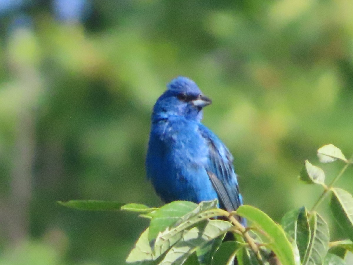 Indigo Bunting - ML358934051