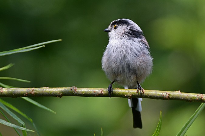 Long-tailed Tit - ML358934121