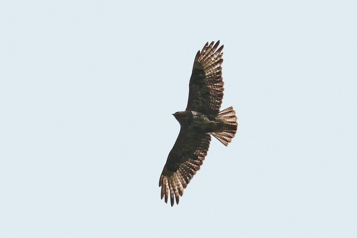 Common Buzzard (Canary Is.) - ML358934231