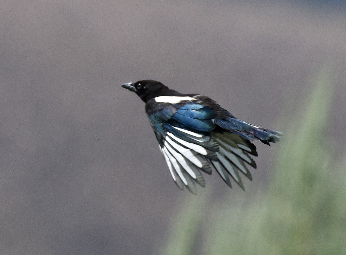 Black-billed Magpie - ML358935711