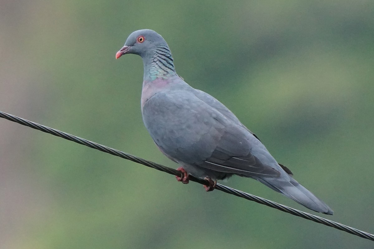 Bolle's Pigeon - Miguel Rouco