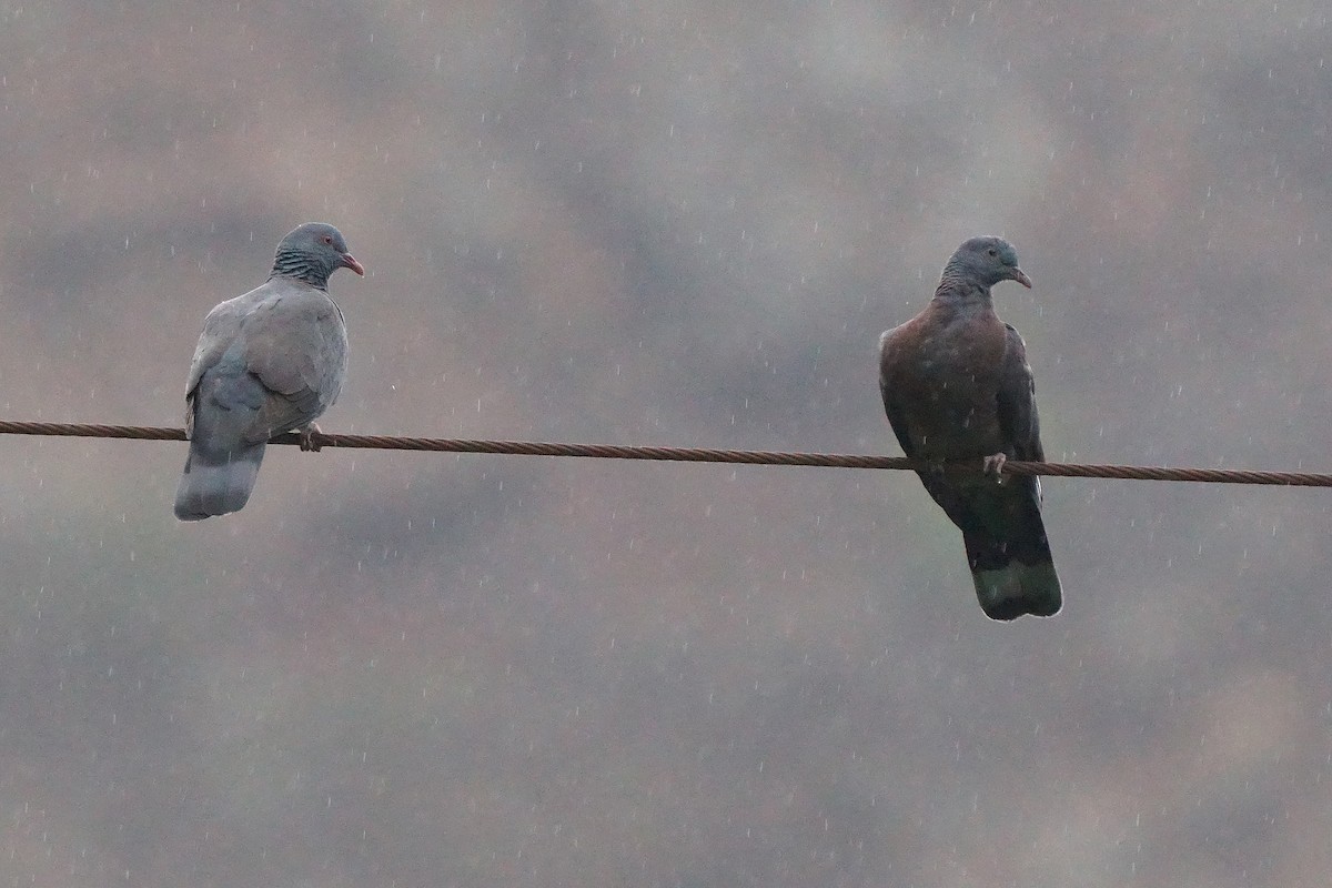 Bolle's Pigeon - Miguel Rouco