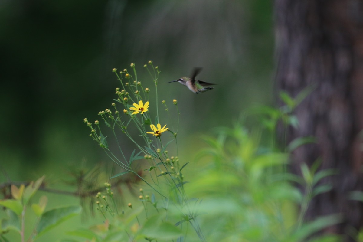 Ruby-throated Hummingbird - Andrew Larson