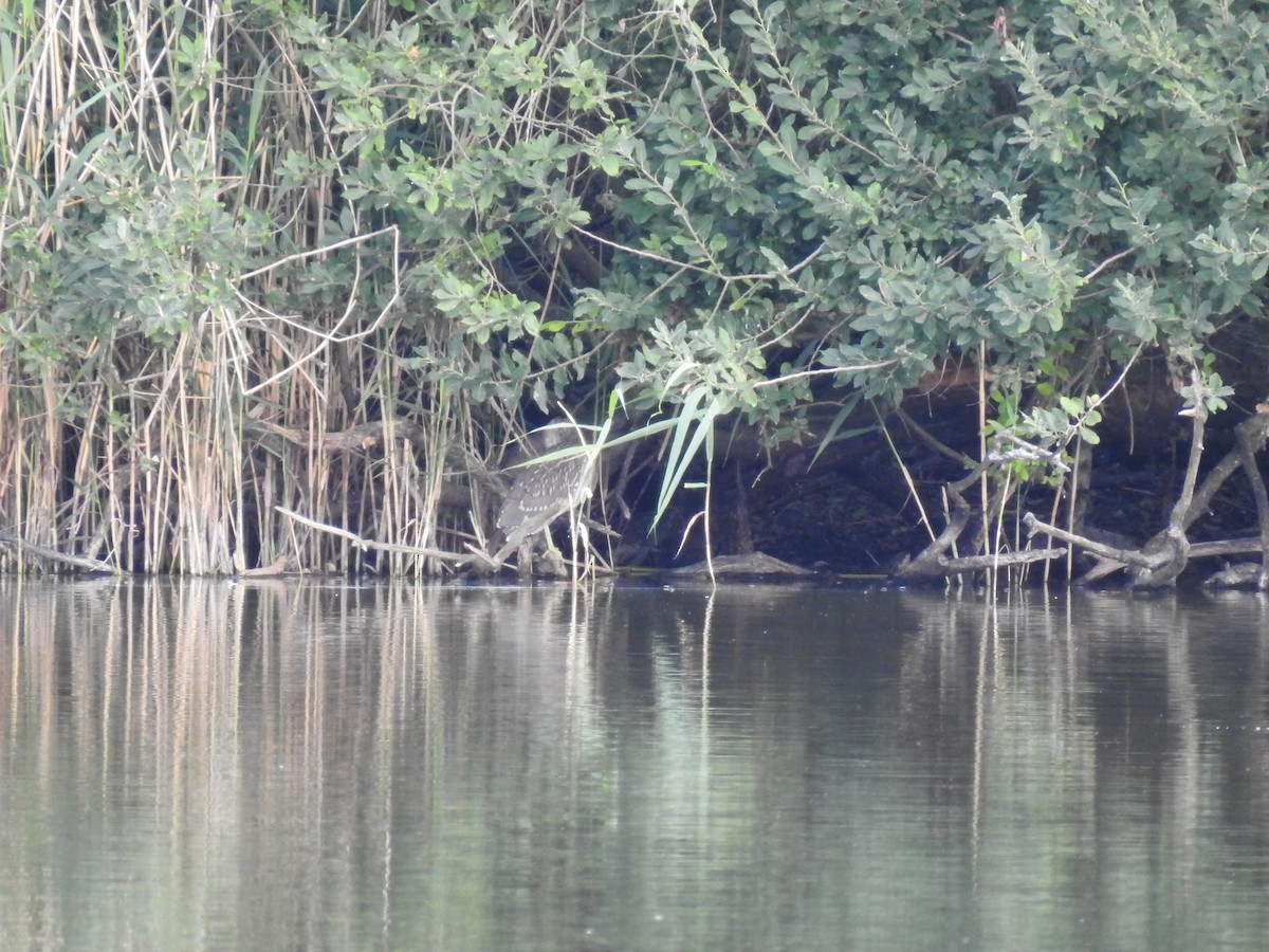 Black-crowned Night Heron - ML358938971