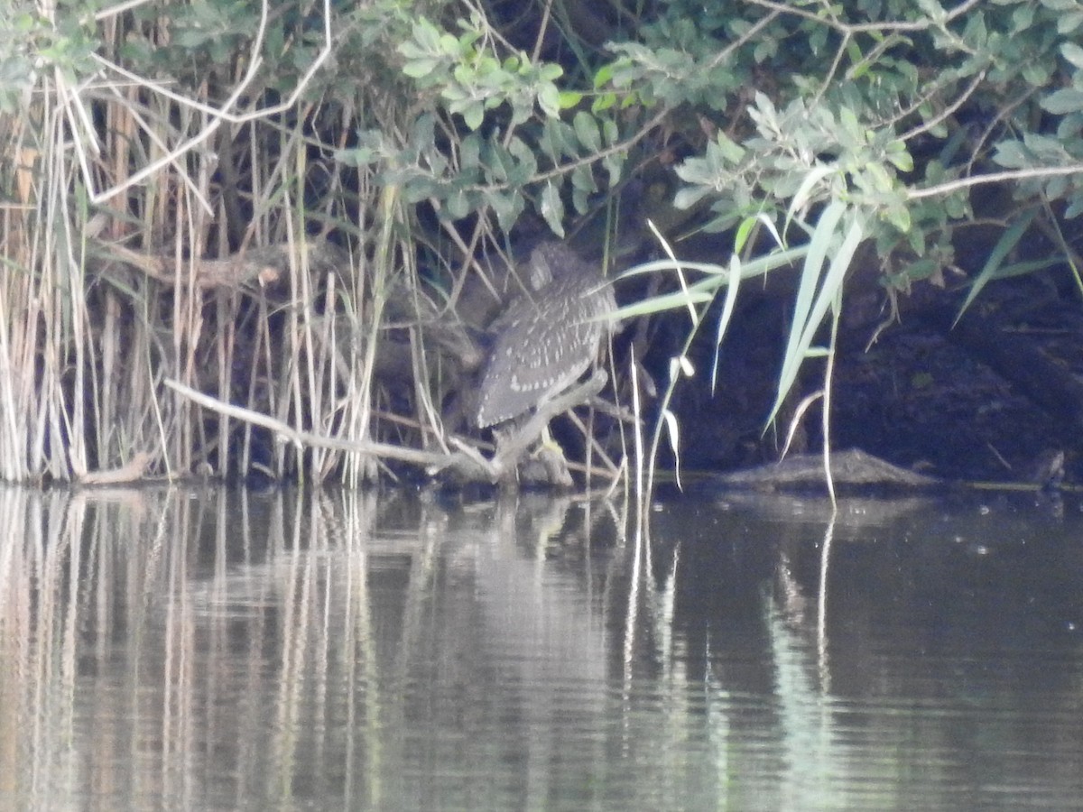 Black-crowned Night Heron - ML358938991