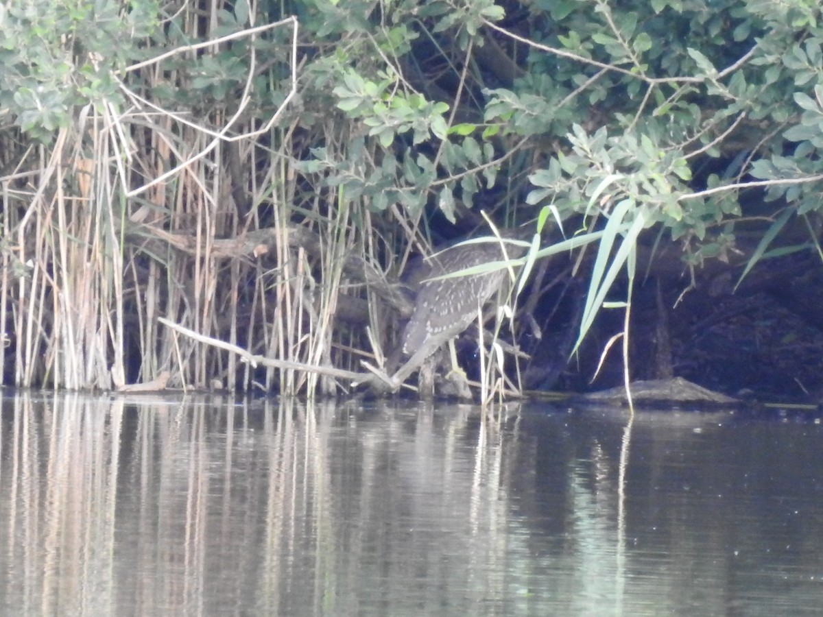 Black-crowned Night Heron - ML358939001