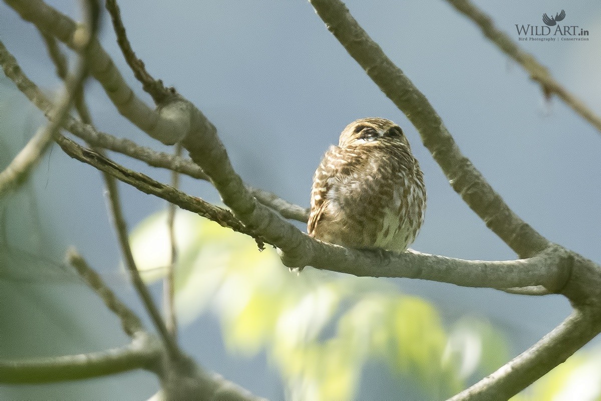 Collared Owlet - ML358939151