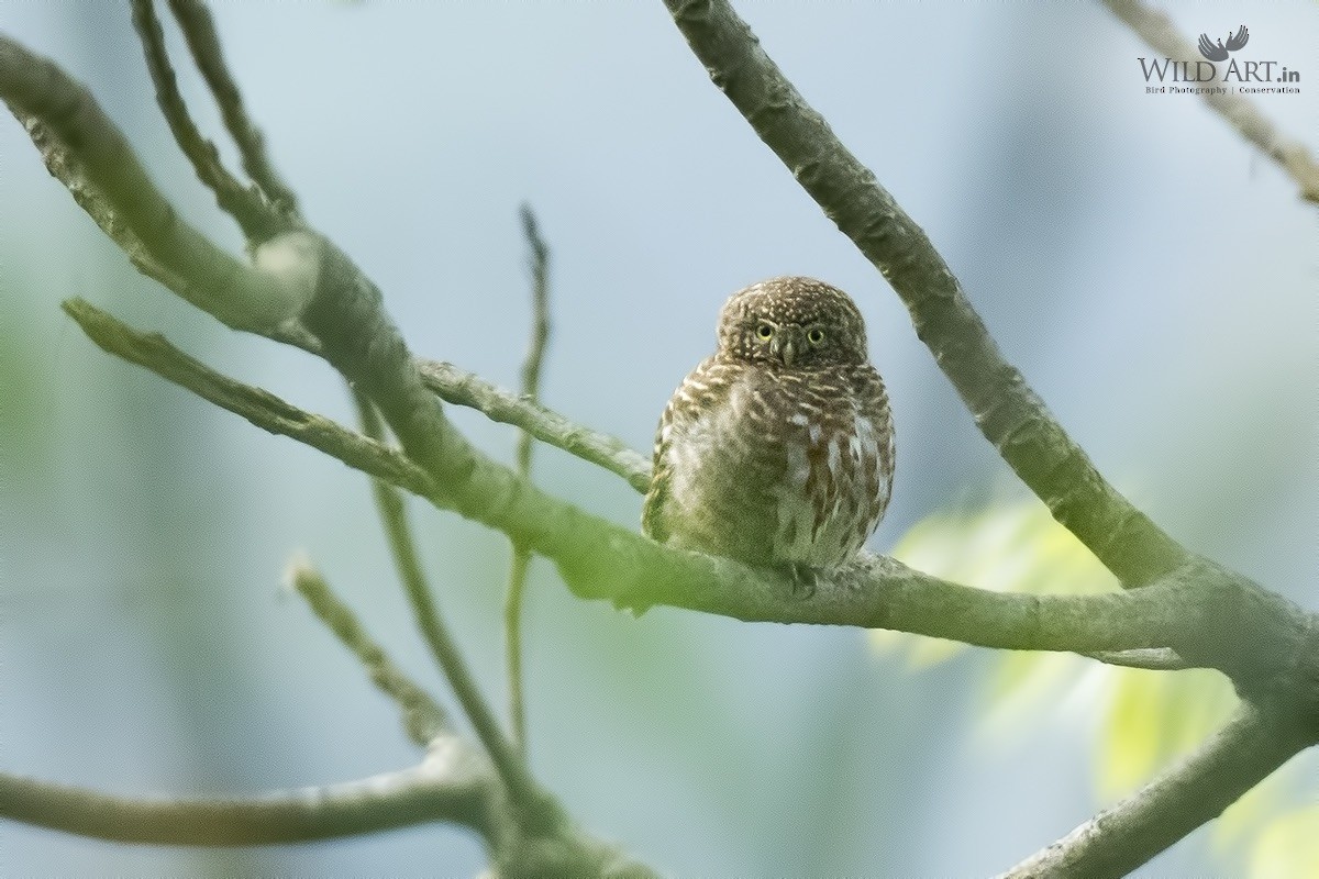 Collared Owlet - ML358939161