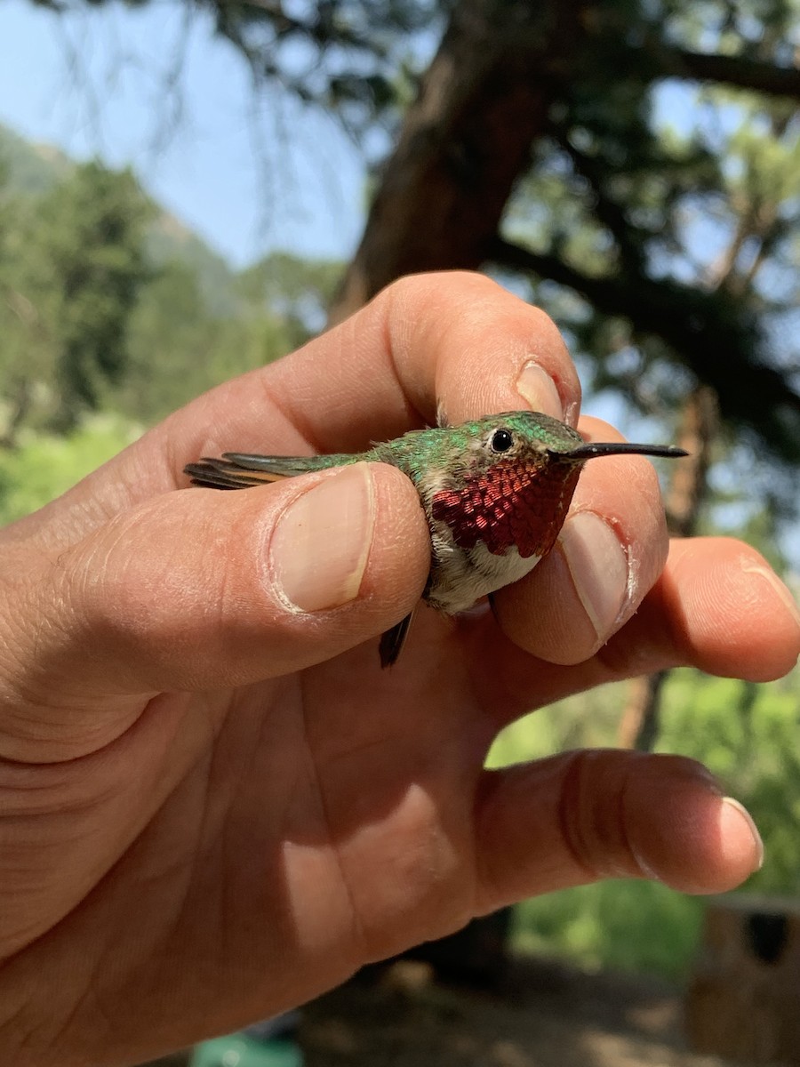 Broad-tailed Hummingbird - Matthew Thompson