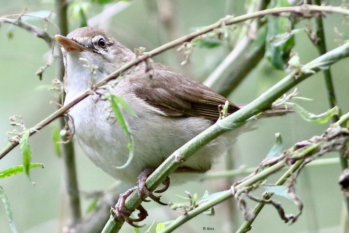 Sykes's Warbler - ML358940961