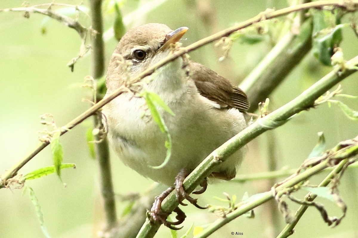 Sykes's Warbler - ML358941031