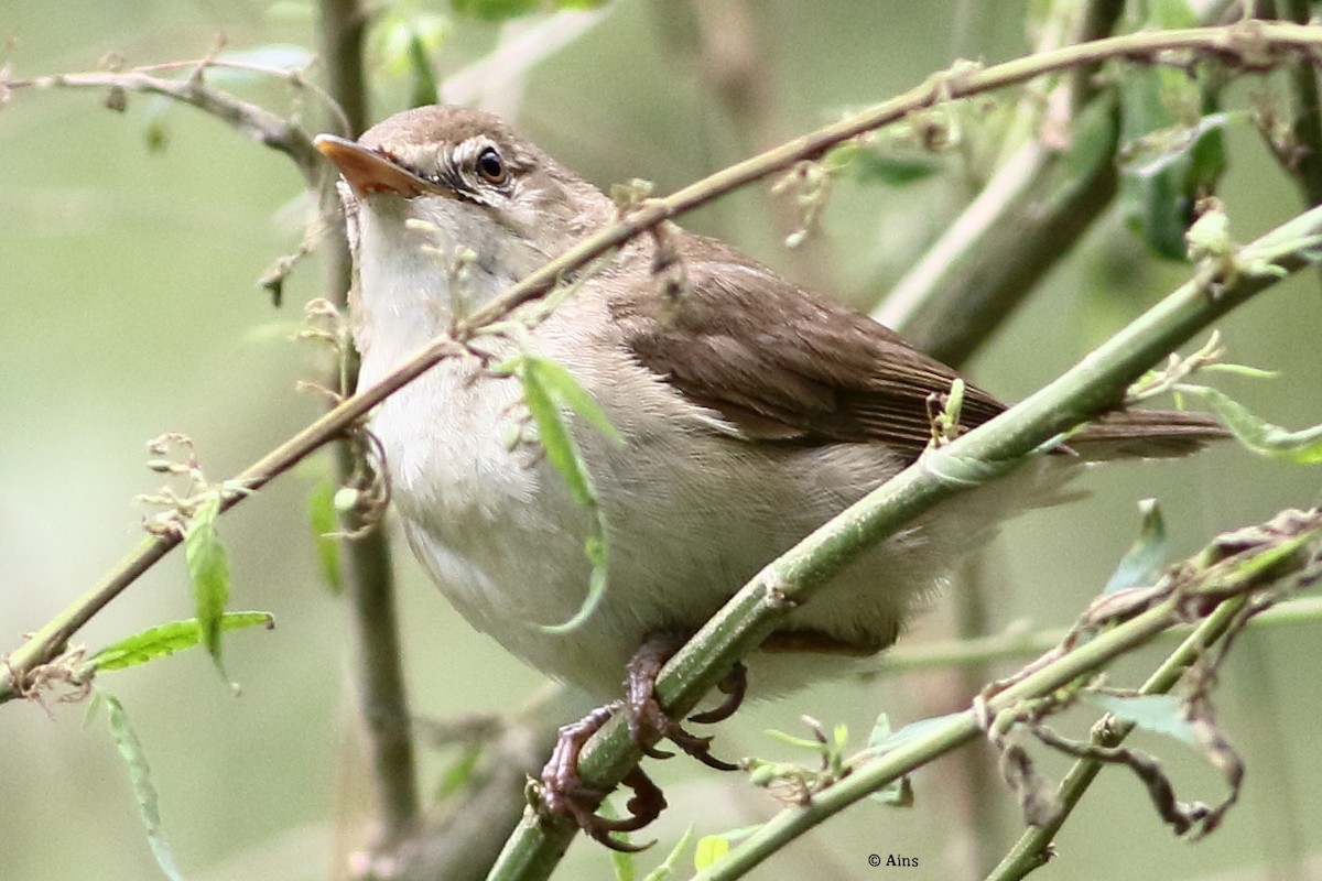 Sykes's Warbler - ML358941161