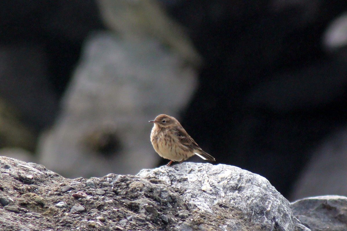 American Pipit - ML35894131