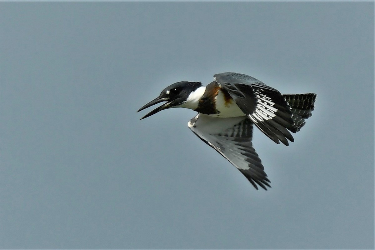 Belted Kingfisher - Michel Letendre