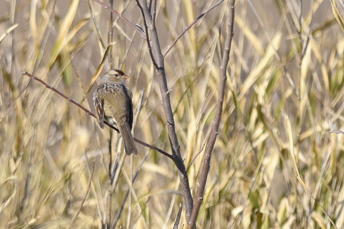 White-crowned Sparrow (leucophrys) - ML358944381