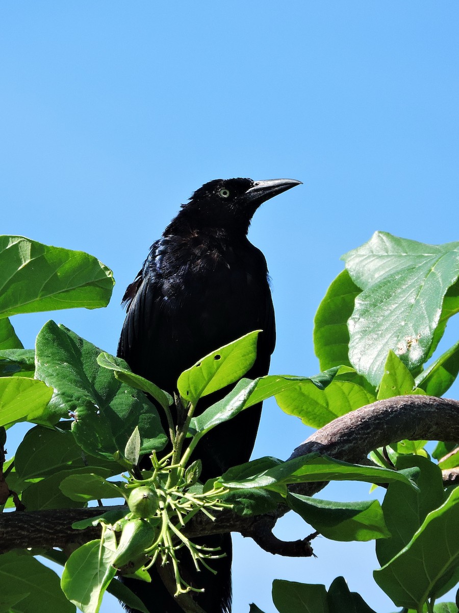 Great-tailed Grackle - ML35894501