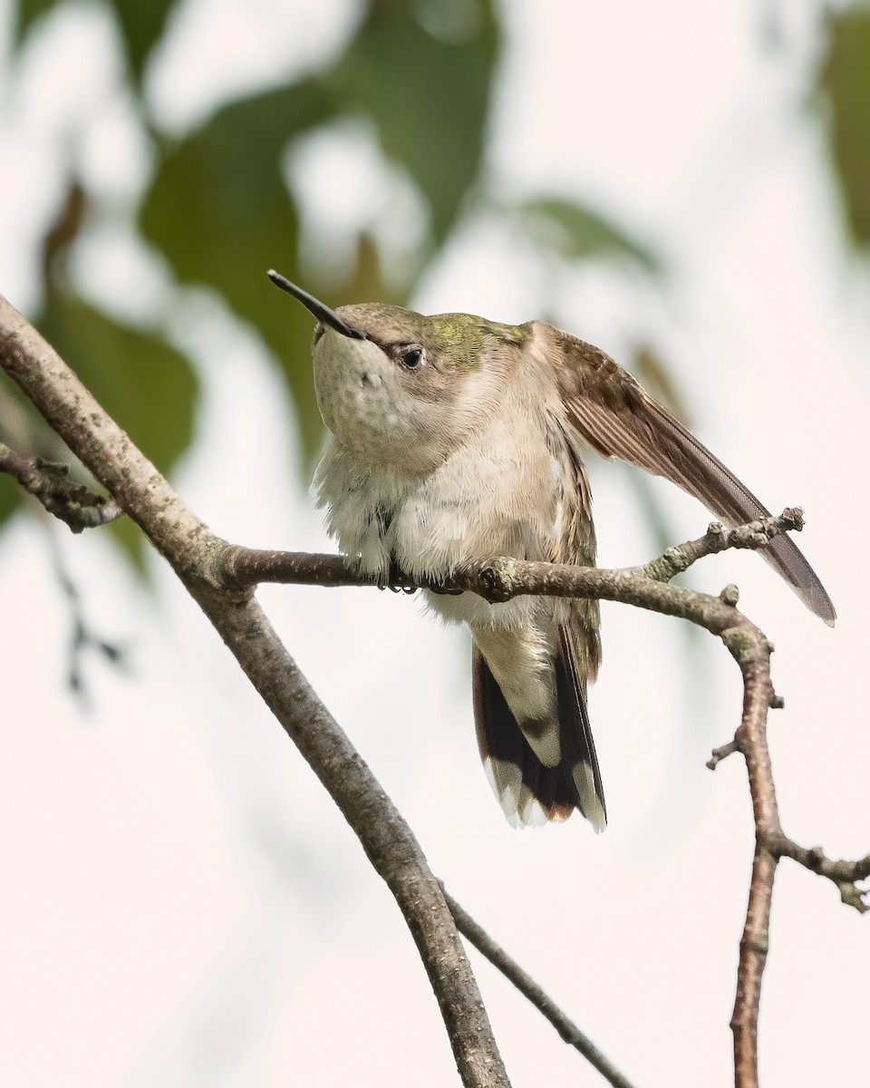 Ruby-throated Hummingbird - ML358946671