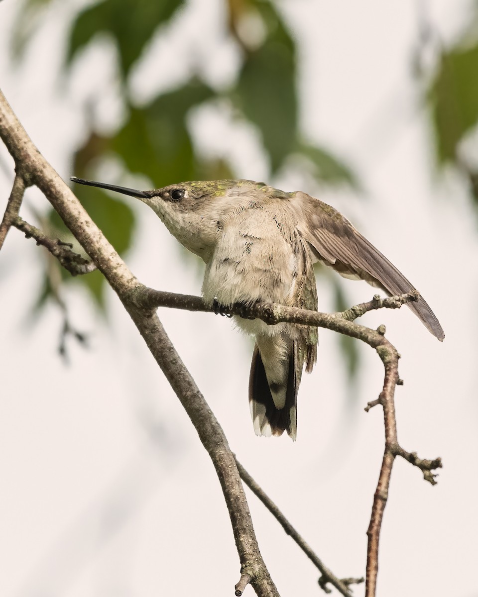 Ruby-throated Hummingbird - ML358946691