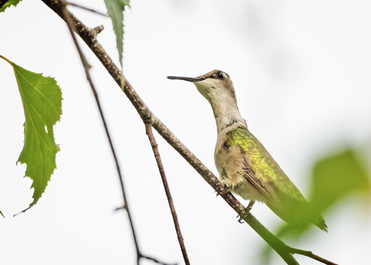 Ruby-throated Hummingbird - ML358946701