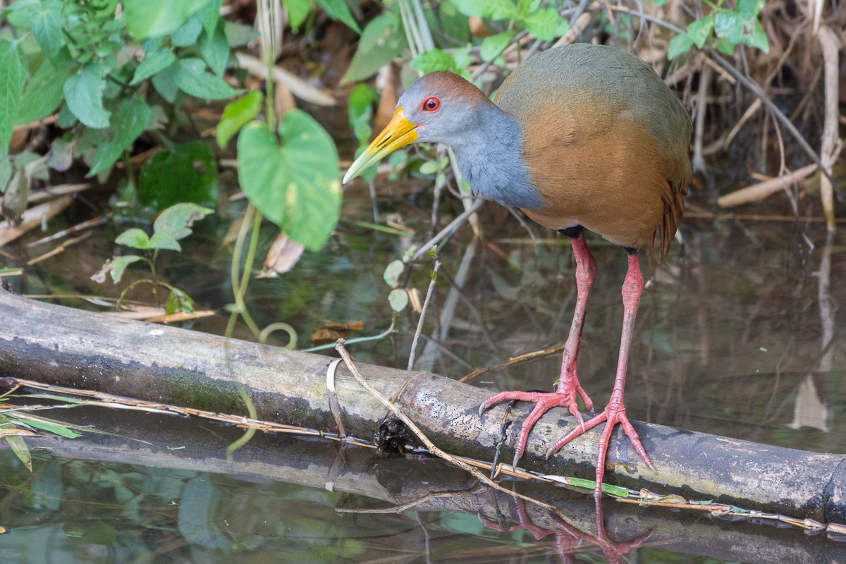 Russet-naped Wood-Rail - ML358948501