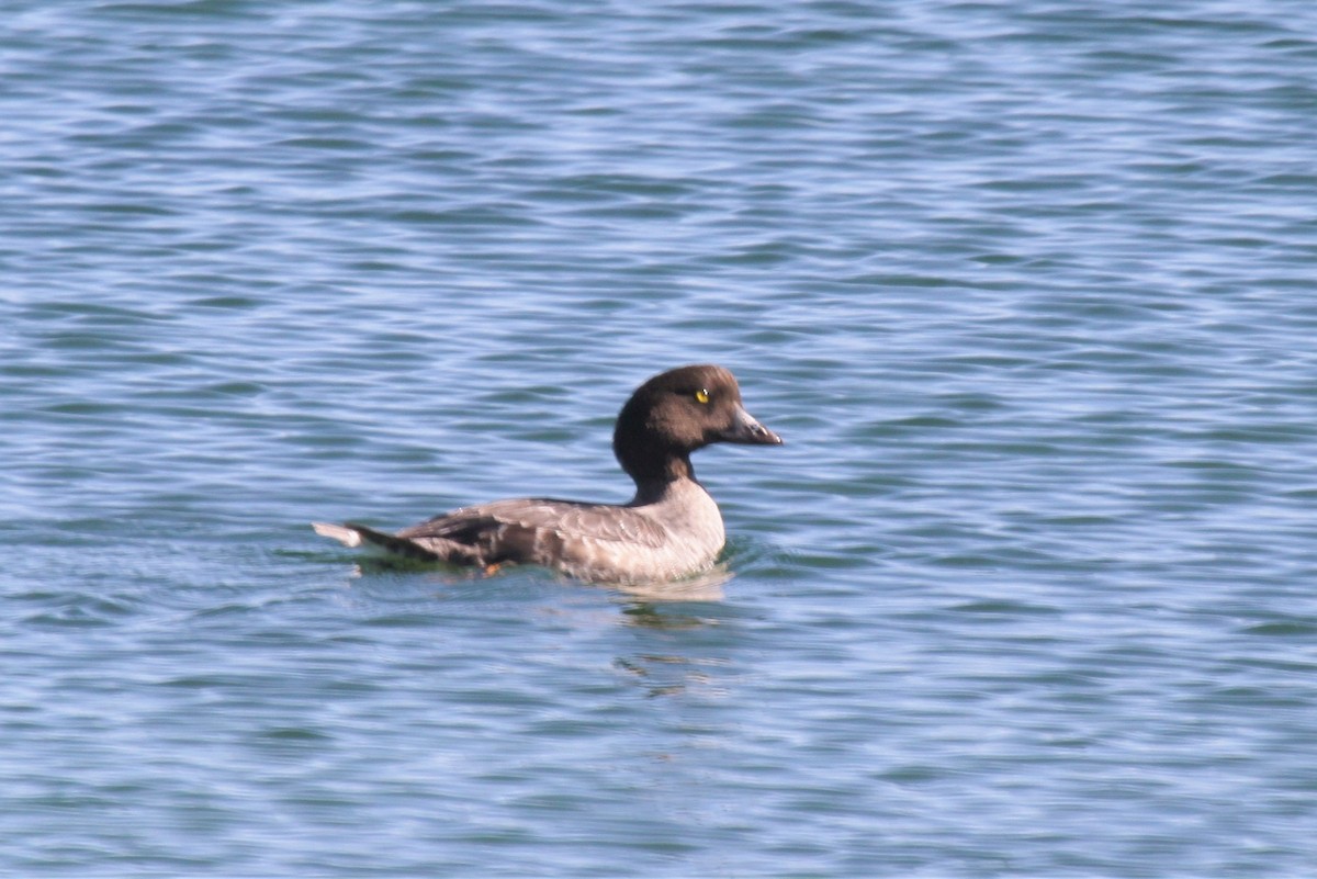 Barrow's Goldeneye - ML35894941