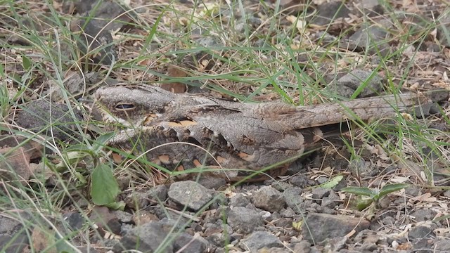 lelek džunglový - ML358949681