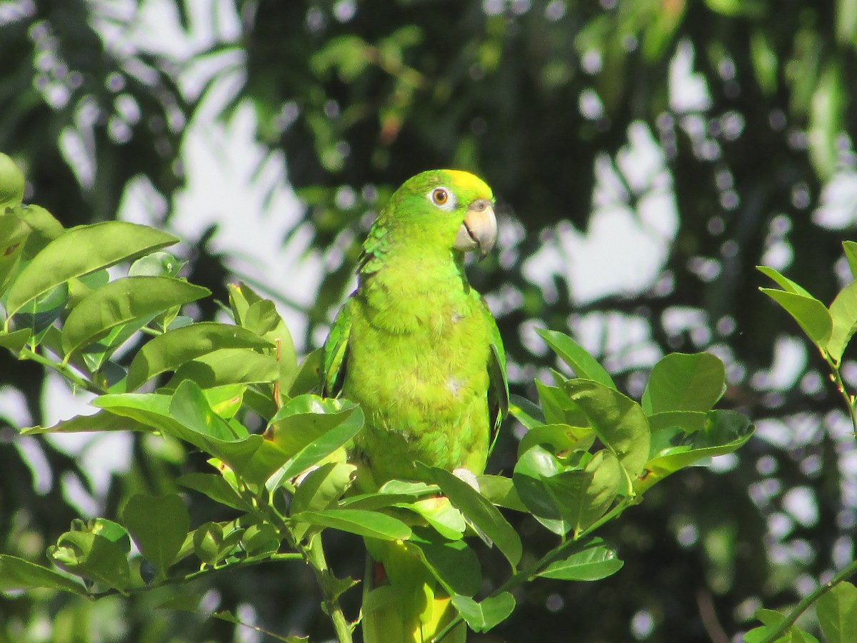 Yellow-crowned Parrot - ML358949781
