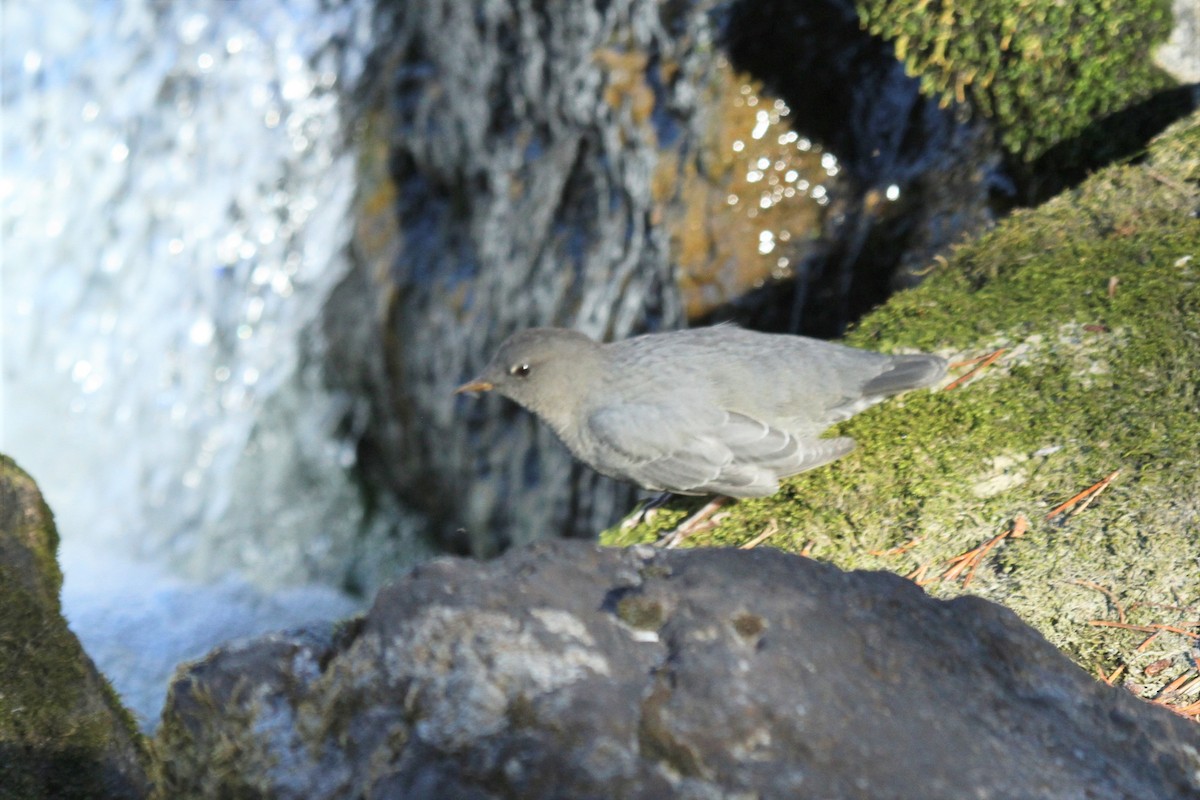 American Dipper - ML35895011