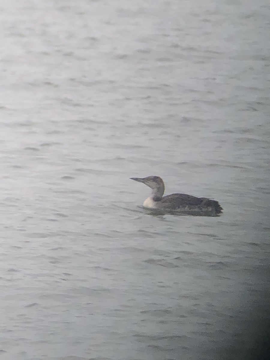 Common Loon - ML358950131