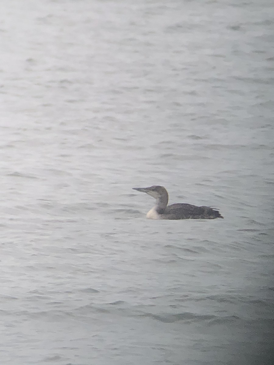 Common Loon - ML358950161