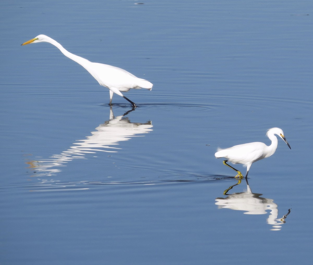 Snowy Egret - Rocki Adams