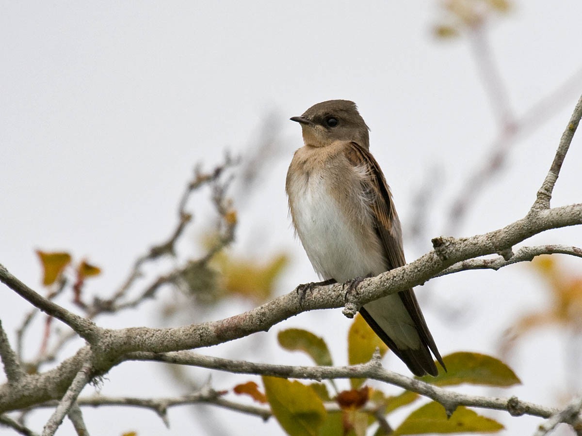 Northern Rough-winged Swallow - ML35895061
